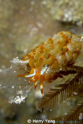 2010/ 2/17 Night diving in Kenting..
CASIO EX-Z1000 by Harry Yang 